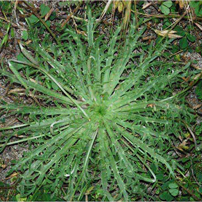 Buck’s-horn Plantain