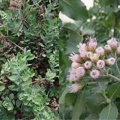 Marsh Fleabane