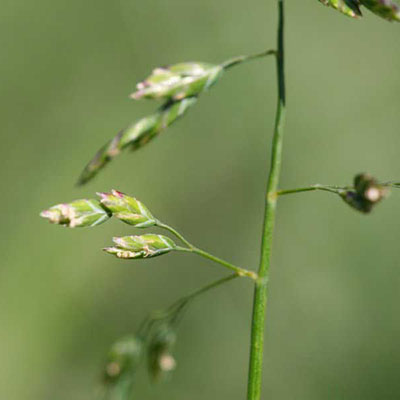 Annual Meadow Grass