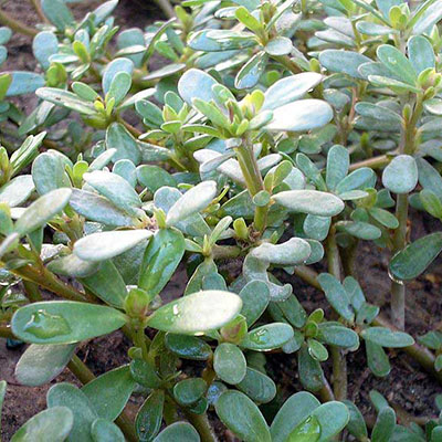 Purslane