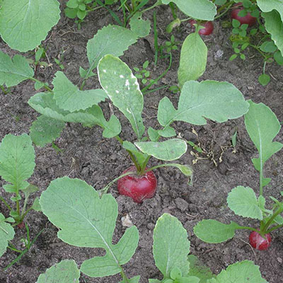 Radish