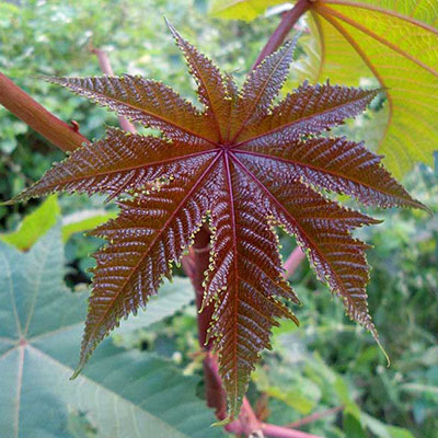 Castor-oil Plant