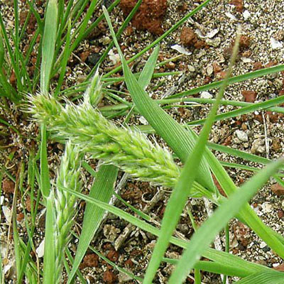 Tiny Bristle Grass