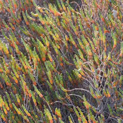 Glasswort