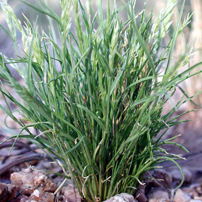 Mediterranean Grass