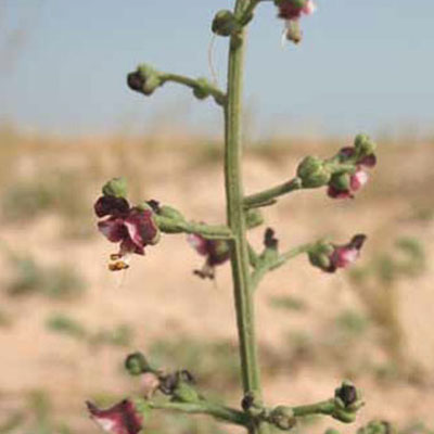 Desert Figwort