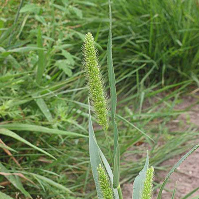 Green Bristle-grass