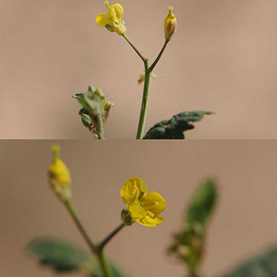 Wild Mustard