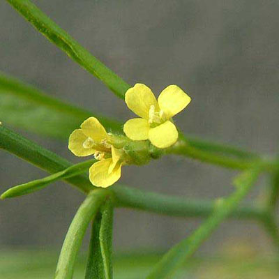 Indian Hedge Mustard