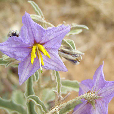 Silver Nightshade