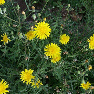 Slender Sow Thistle