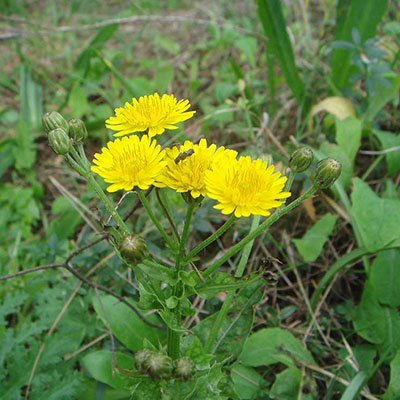 Prickly Sow Thistle