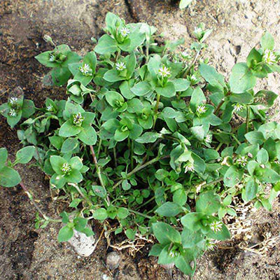 Chickweed, Algazaz Grass