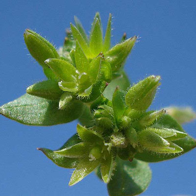 Lesser Chickweed