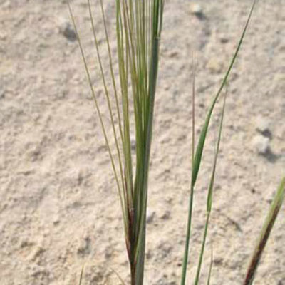 Spear Grass