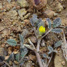 Egyptian Fenugreek