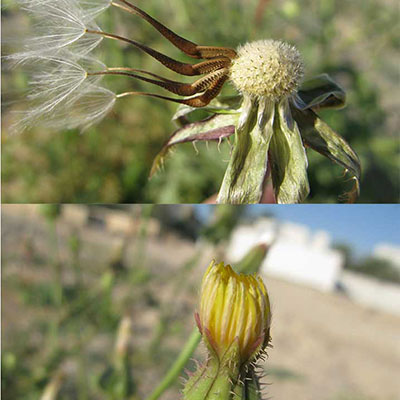 Prickly Golden Fleece