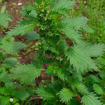 Burning Nettle