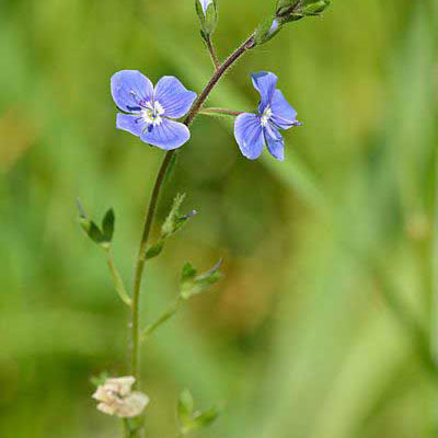 Glandular Speedwell