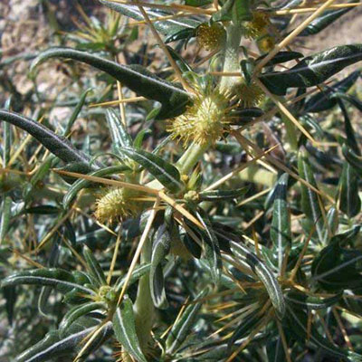 Spiny Cocklebur