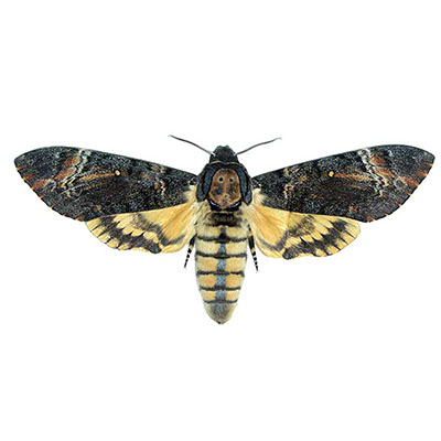 Death&#8217;s-head Hawk-moth