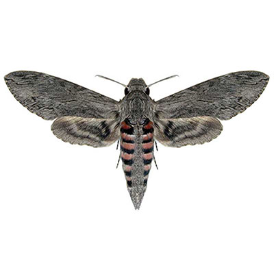 Convolvulus Hawk-moth