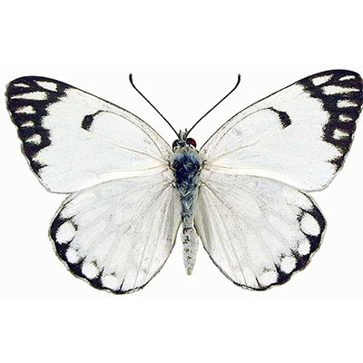 Pioneer White or  Brown-veined White