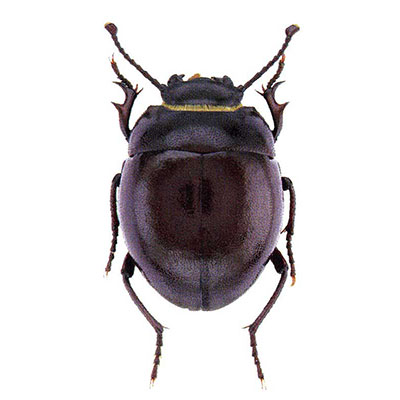 Darkling Beetle