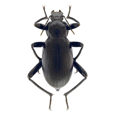 Darkling Beetle