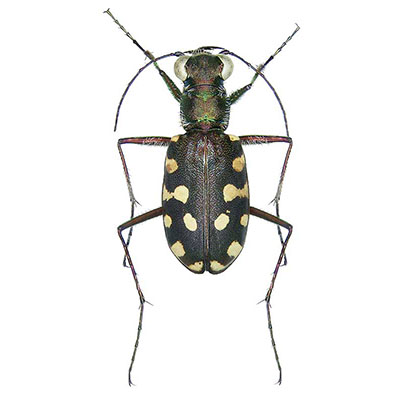 Tiger Beetle