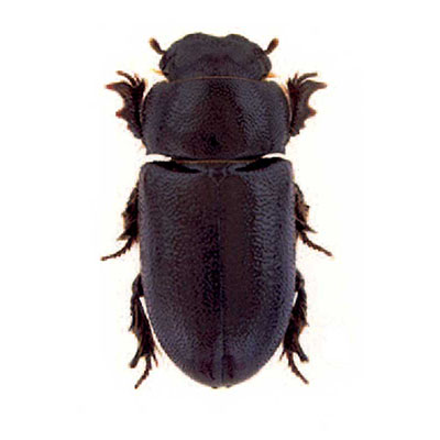 Sardous Beetle