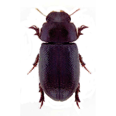 Asperulus Beetle