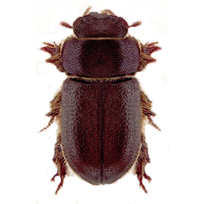 Brevicollis Beetle