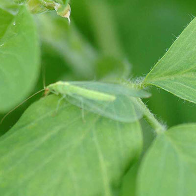 Green Lacewing