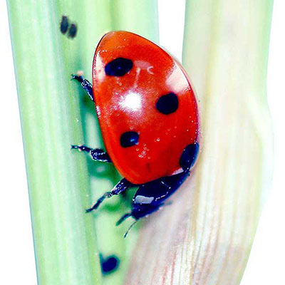 7-spot Ladybird