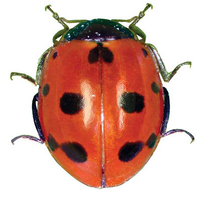 11-spot Ladybird