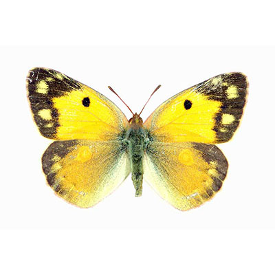 Clouded Yellow