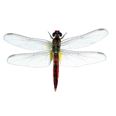 Broad Scarlet or Scarlet Dragonfly