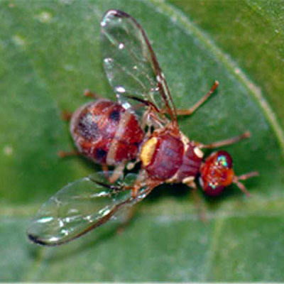 Lesser Pumpkin Fly