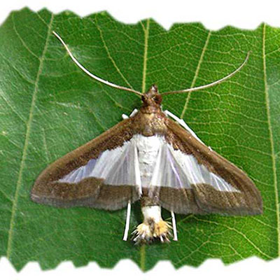 Cucumber Moth