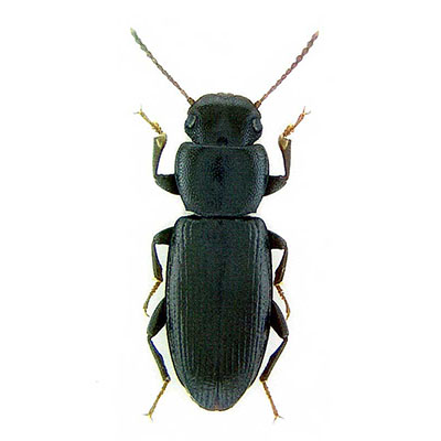 Dilamus  Beetle