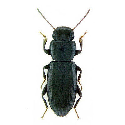 Dilamus  Beetle