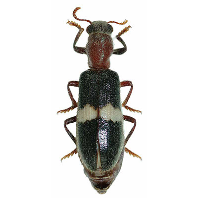 Eucymatodera Beetle