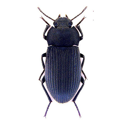 Besnardi Beetle