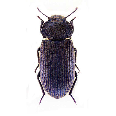 Patruele  Beetle