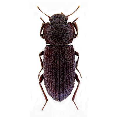 Setulosum  Beetle