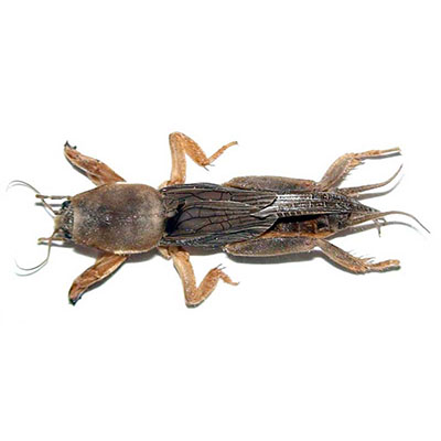 Gryllus campestris