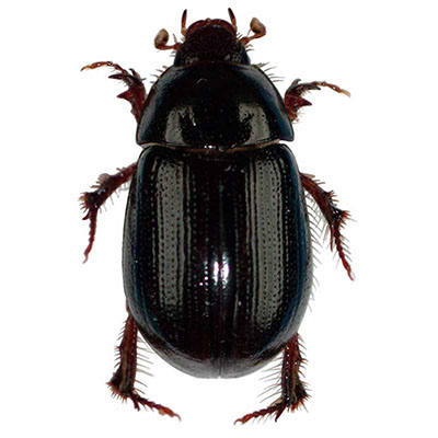 Old World Hybosorus Scarab