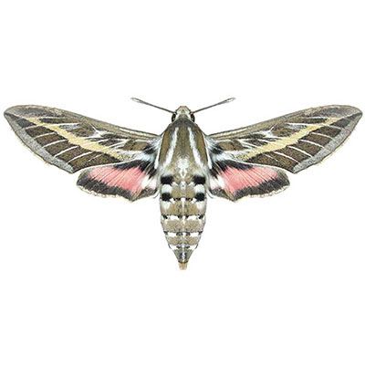 White-lined Sphinx