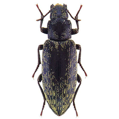 Imatismus Beetle